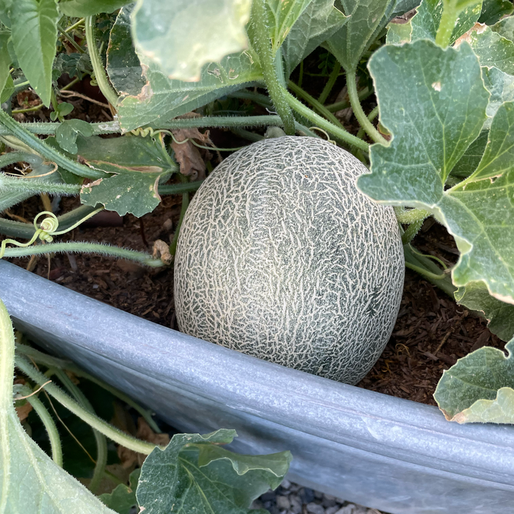 Cantaloupe