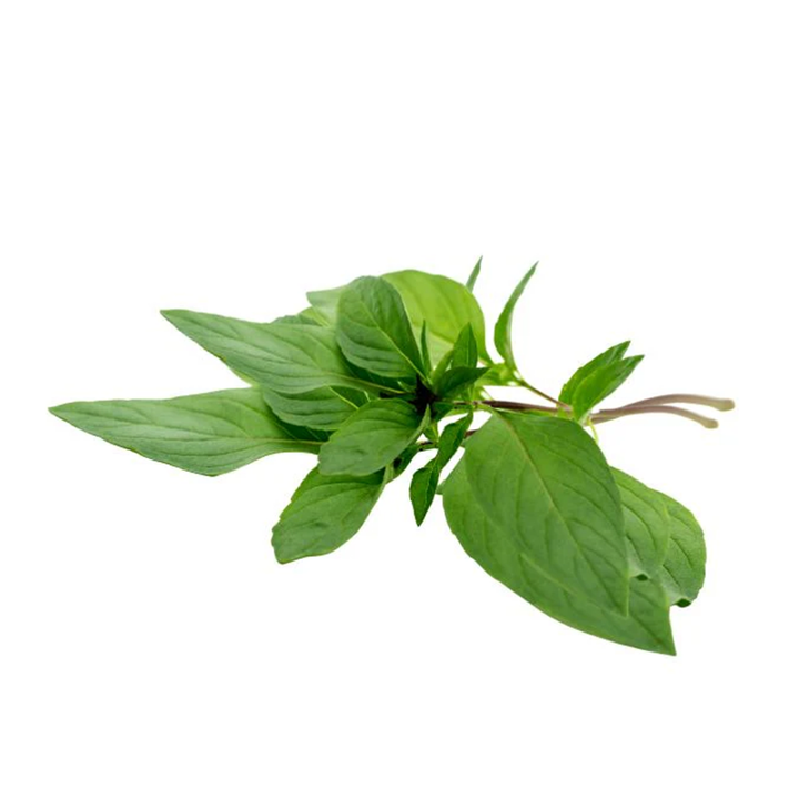 Basil