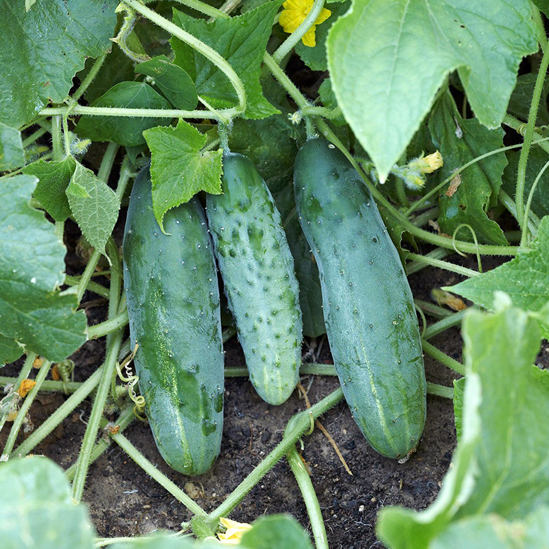 Cucumber