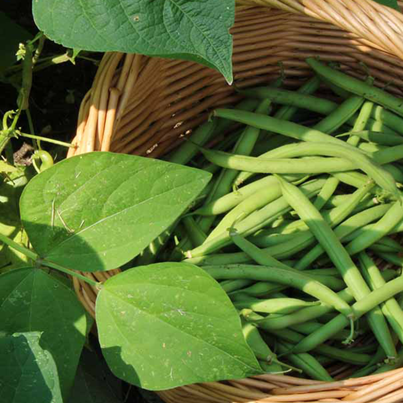 Green Beans