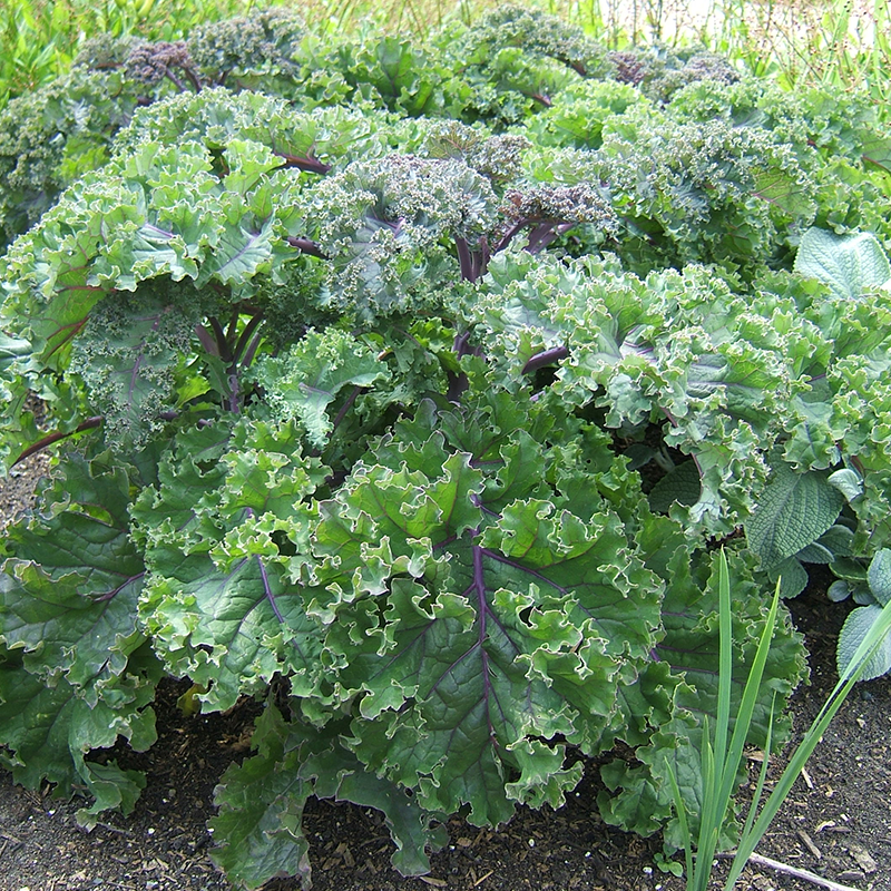 Kale