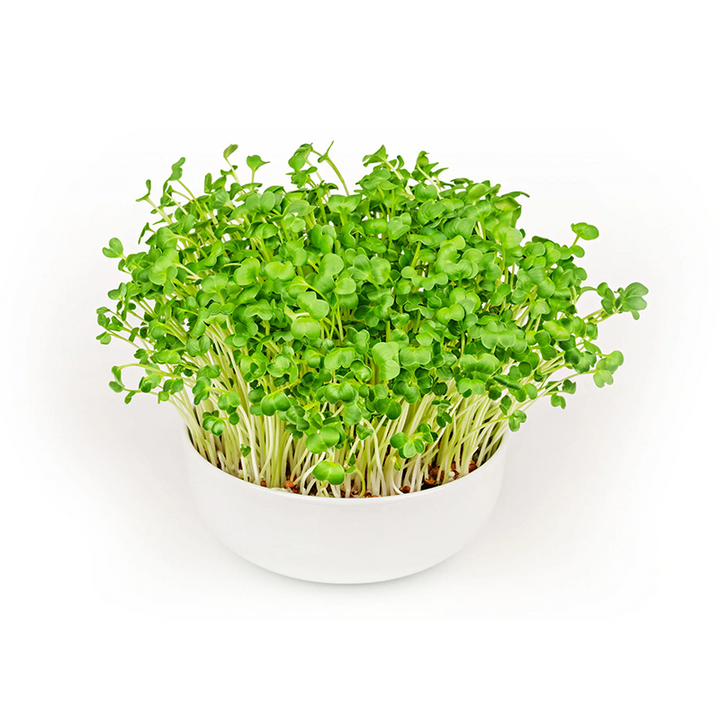 Micro Greens