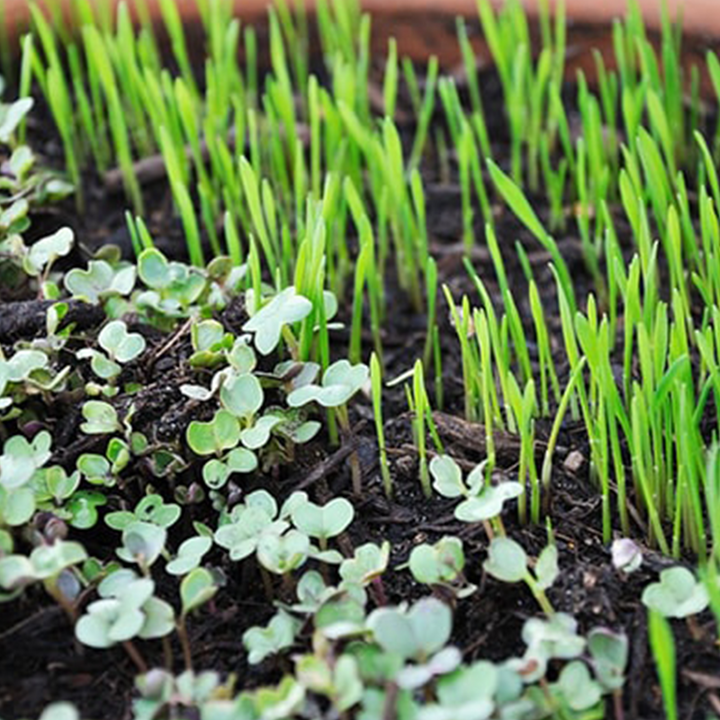 Micro Greens