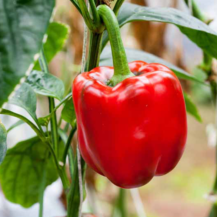 Bell Peppers