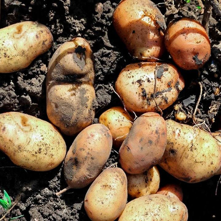 Russet Potatoes