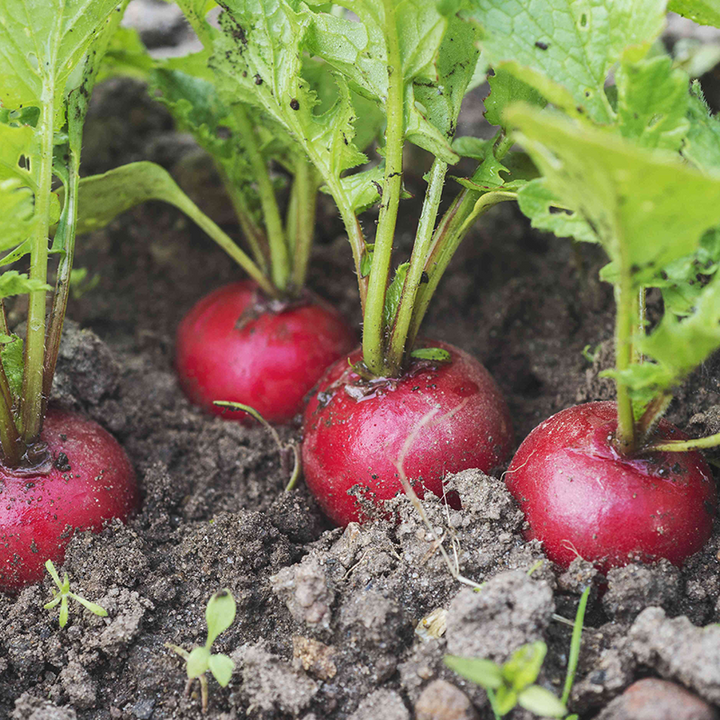 Radishes