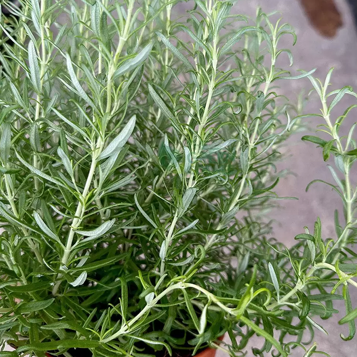 Rosemary