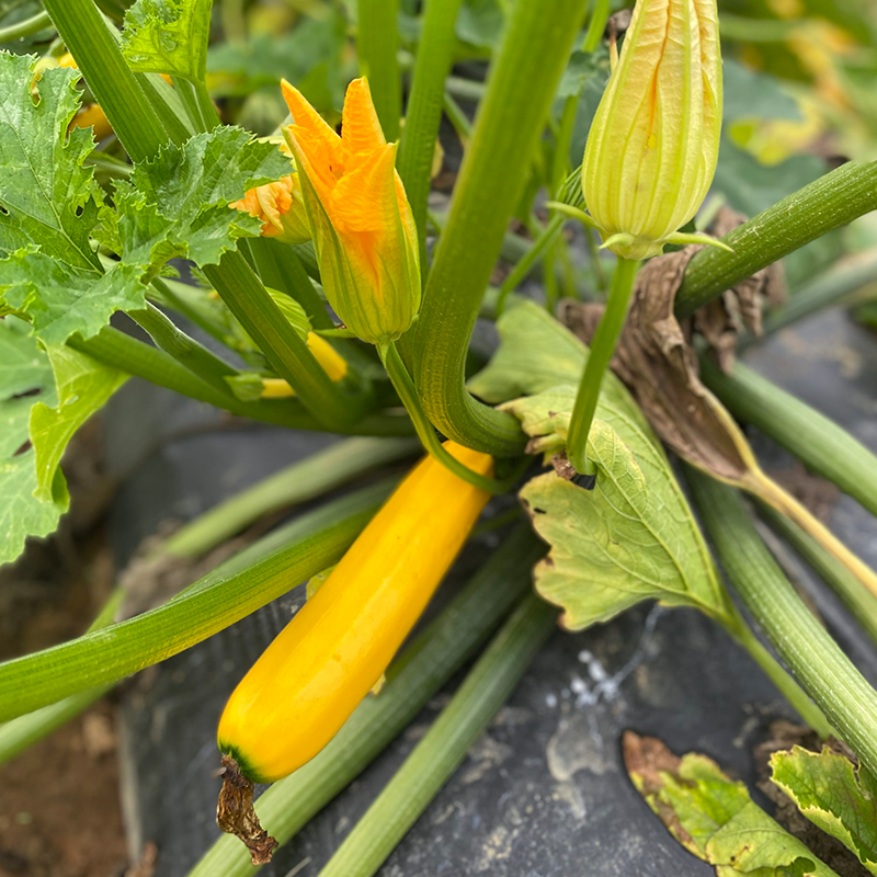 Summer Squash