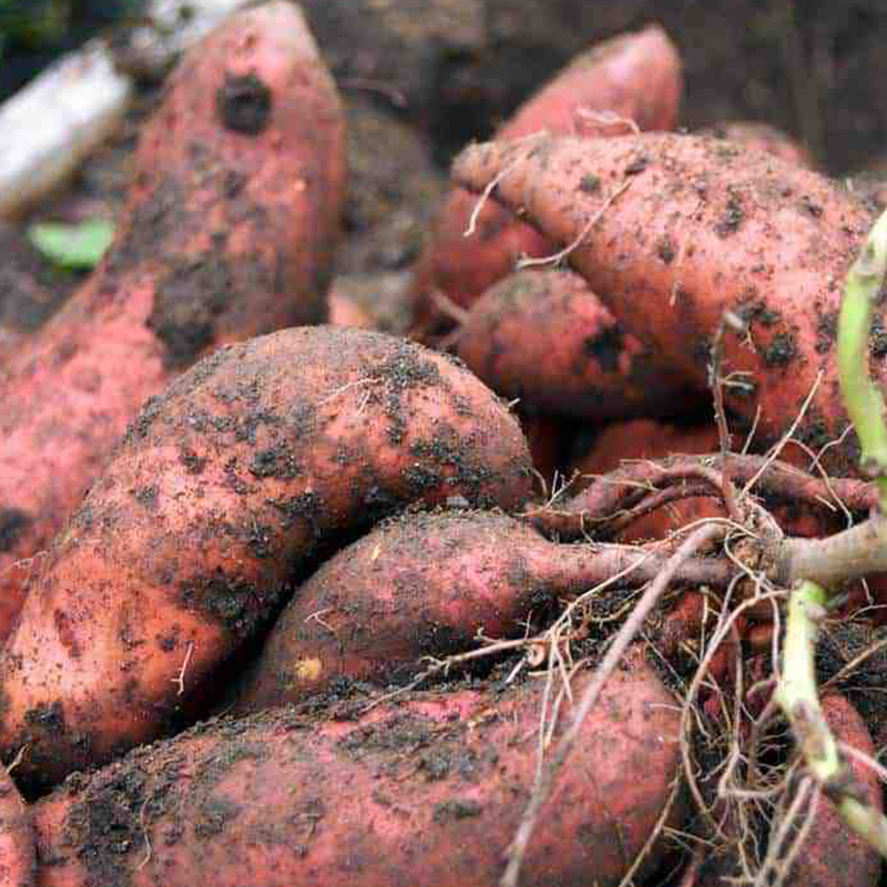 Sweet Potatoes