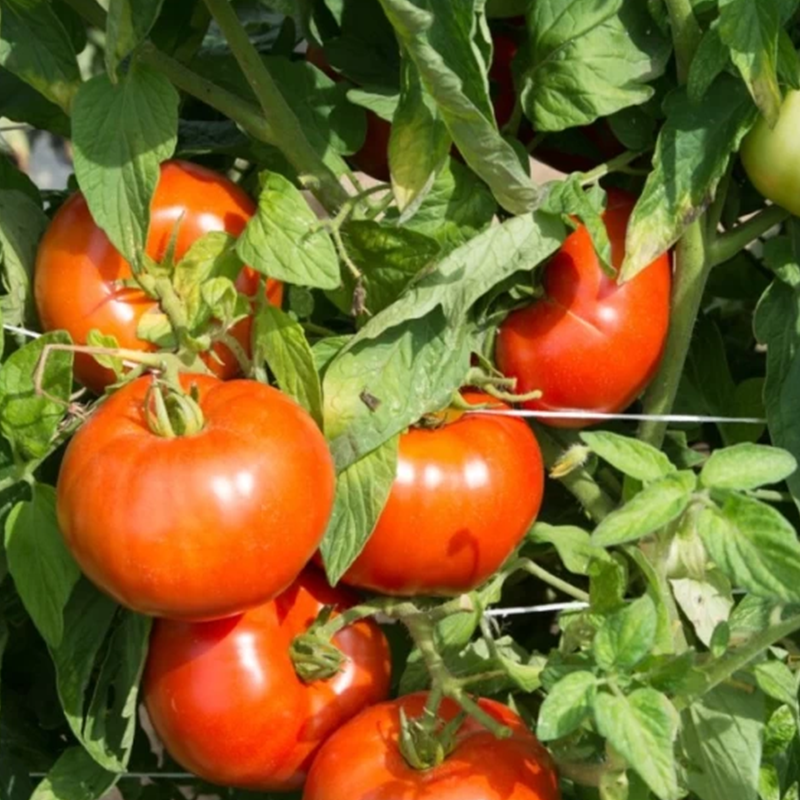 Tomatoes