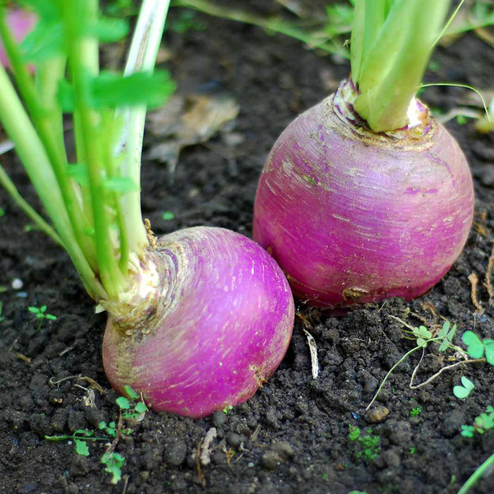 Turnips