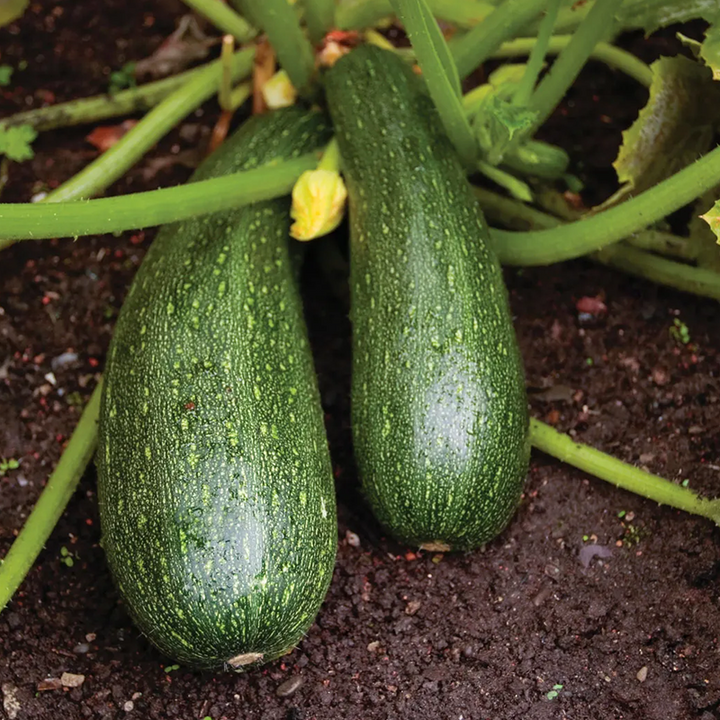 Zucchini